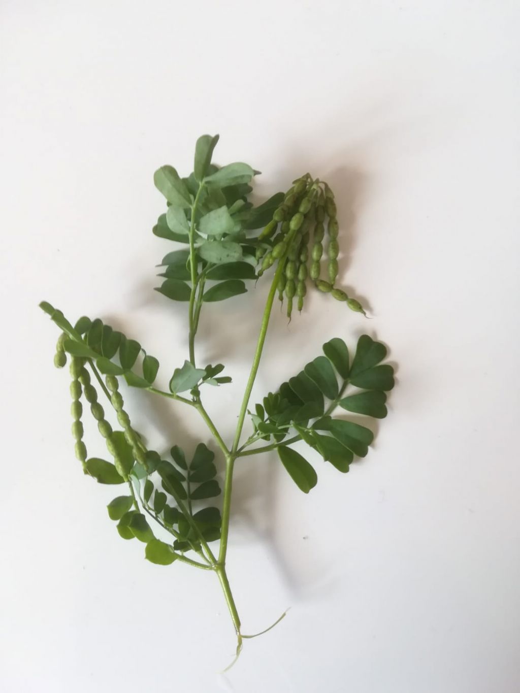 Fabacea da Ventimiglia: Coronilla valentina